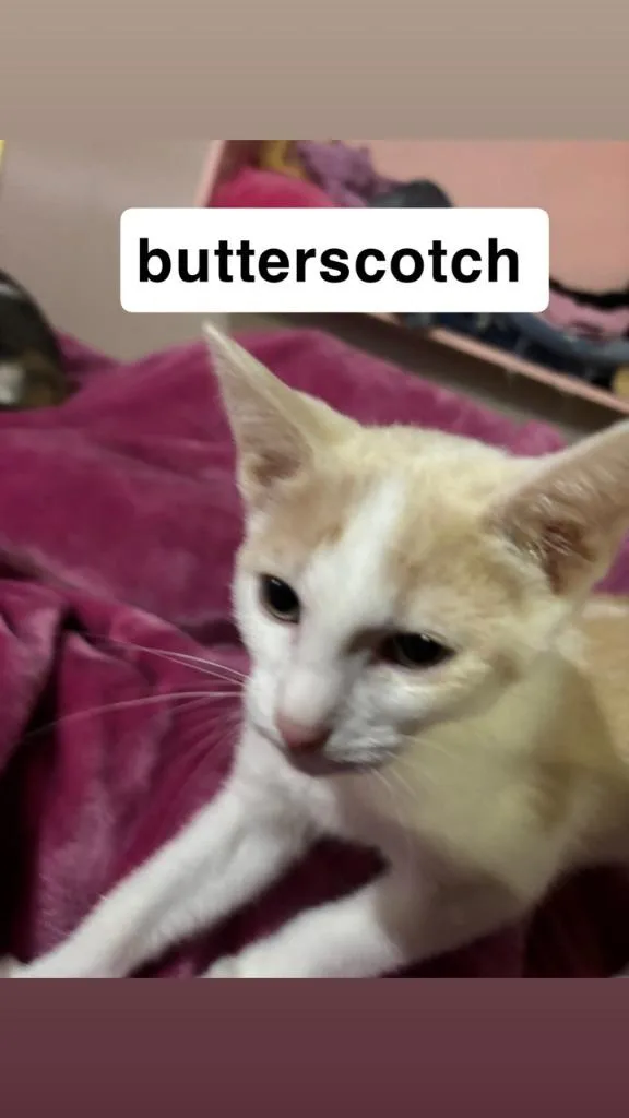 Butterscotch thumbnail 6