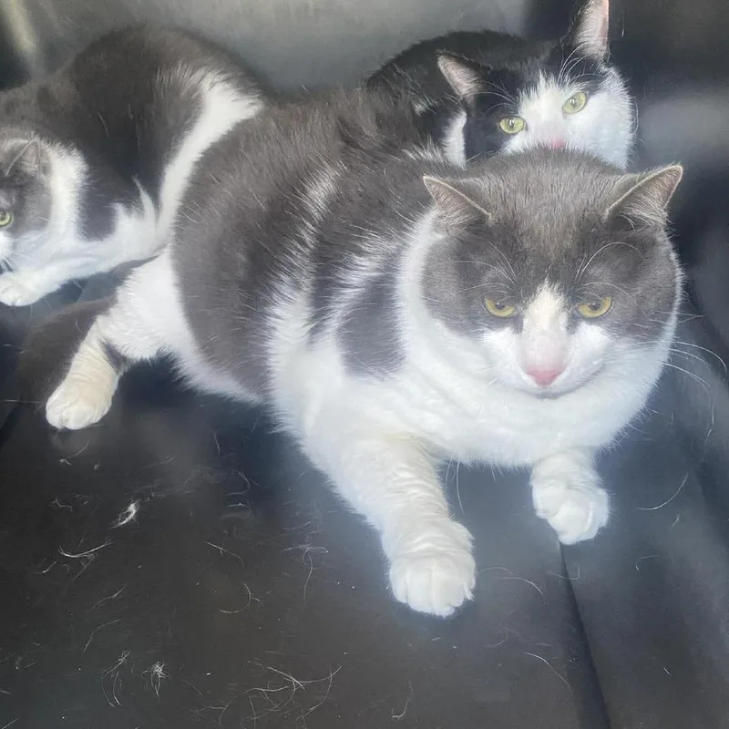 An adult small-sized male Gray / Blue / Silver Domestic Short Hair cat named Chunk for adoption in Huntington, WV