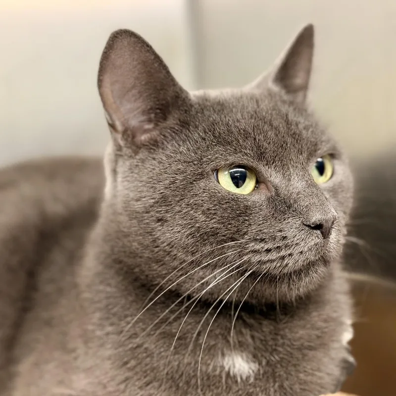 An adult medium-sized female Gray / Blue / Silver Domestic Short Hair cat named Sidney for adoption in Jackson, NJ