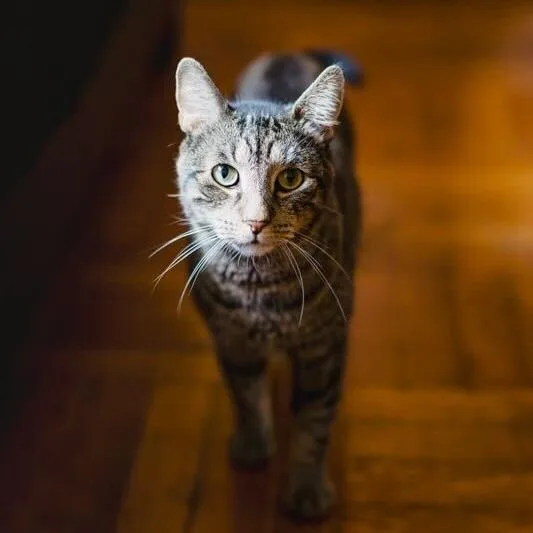 A senior large-sized male Brown / Chocolate Domestic Short Hair cat named Buddy for adoption in New York, NY