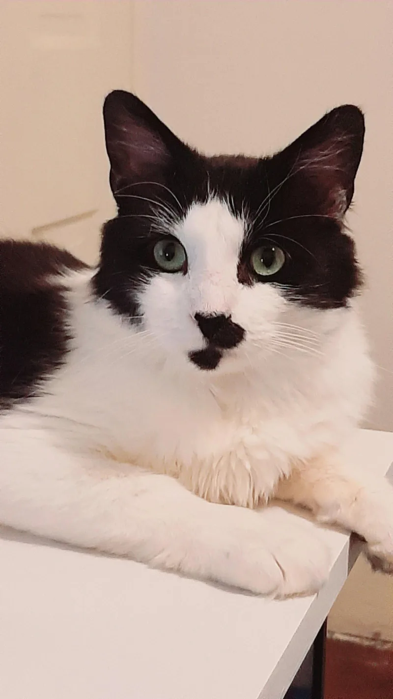 An adult medium-sized male Black & White / Tuxedo Domestic Medium Hair cat named Chappy for adoption in Newtown Square, PA