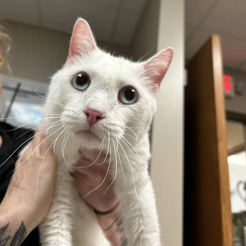 An adult large-sized male White Domestic Short Hair cat named Edward for adoption in Norfolk, NE