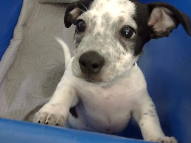 A baby small-sized male Mixed Breed dog named Stitch for adoption in Dallas, TX