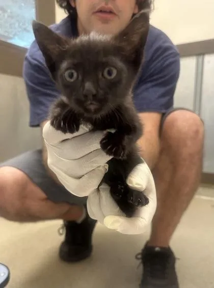 A baby small-sized female Domestic Short Hair cat named Fuzz for adoption in Palm Coast, FL