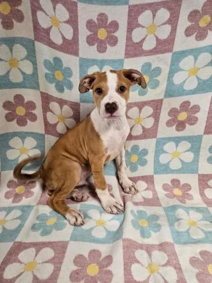 A baby small-sized male Mixed Breed dog named Buford for adoption in West Chester, PA