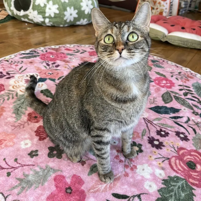 An adult small-sized female Brown / Chocolate Domestic Short Hair cat named Hazel for adoption in Costa Mesa, CA