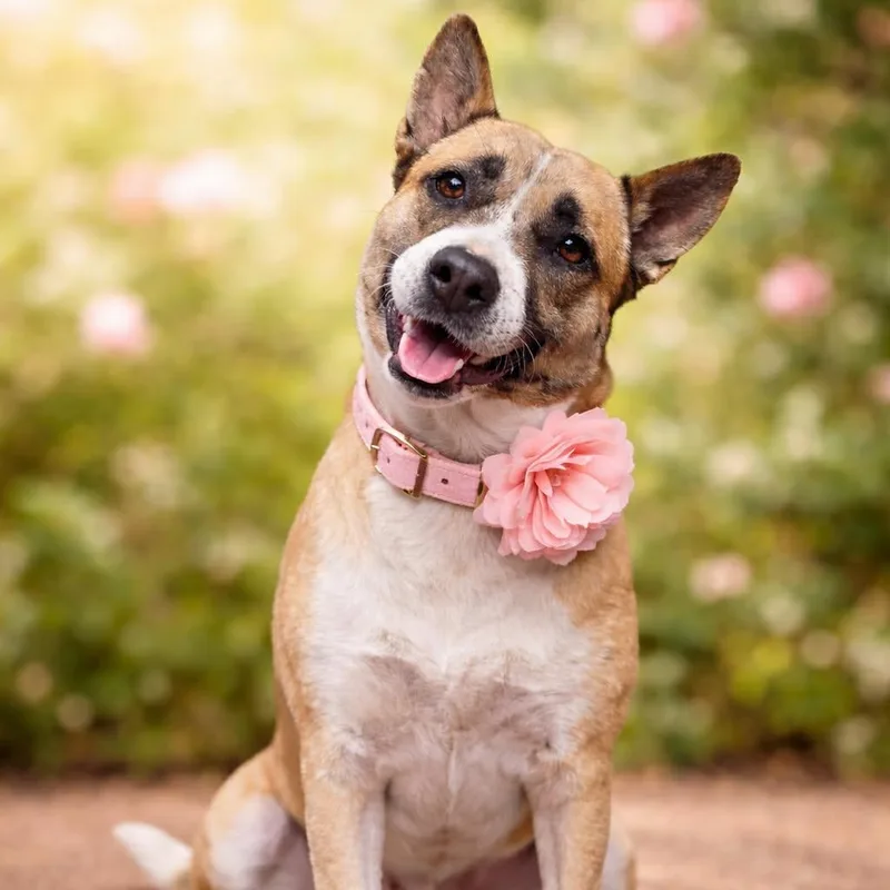 An adult medium-sized female German Shepherd Dog dog named Faith Gs for adoption in Allen, TX