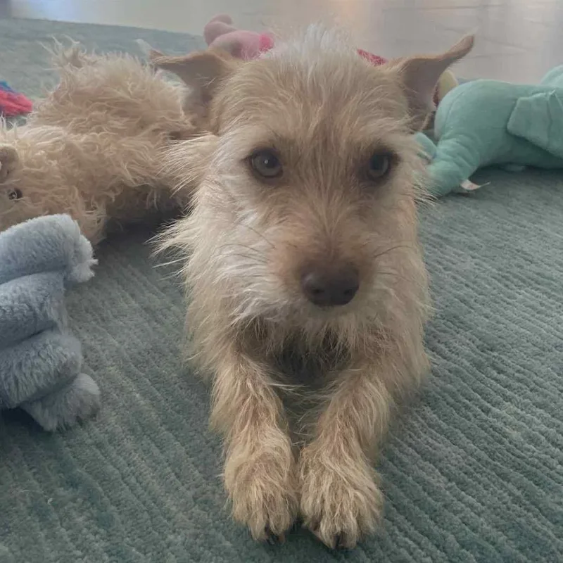 An adult small-sized male Yellow / Tan / Blond / Fawn Terrier dog named Archibaldo for adoption in Las Vegas, NV