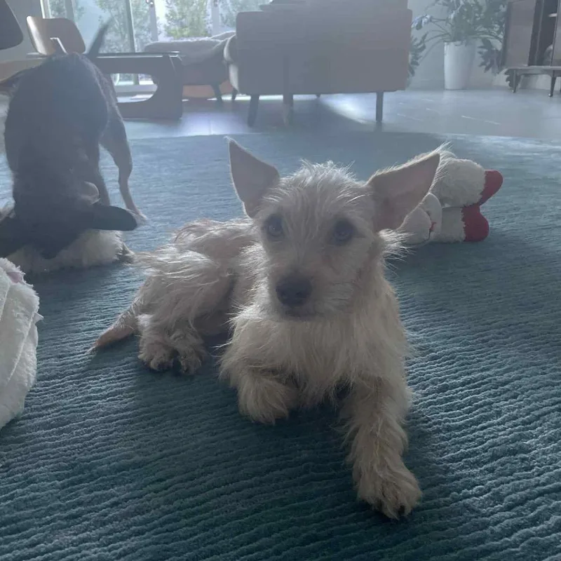 Archibaldo thumbnail 2