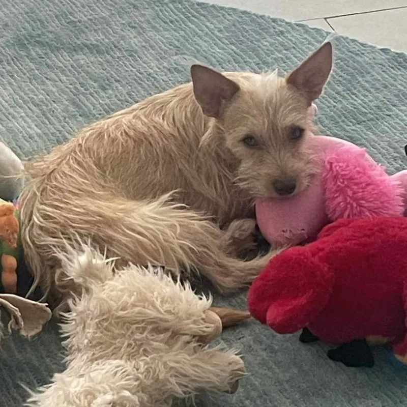 Archibaldo thumbnail 3