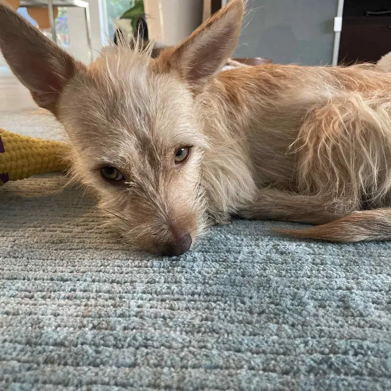 Archibaldo thumbnail 4