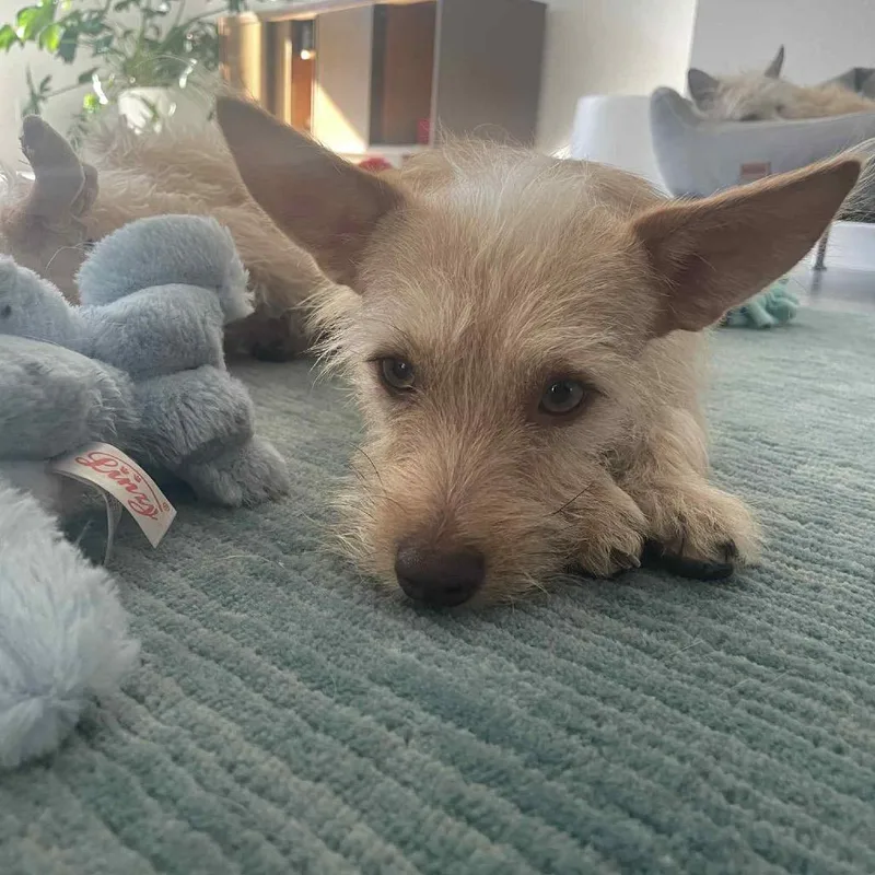 Archibaldo thumbnail 5