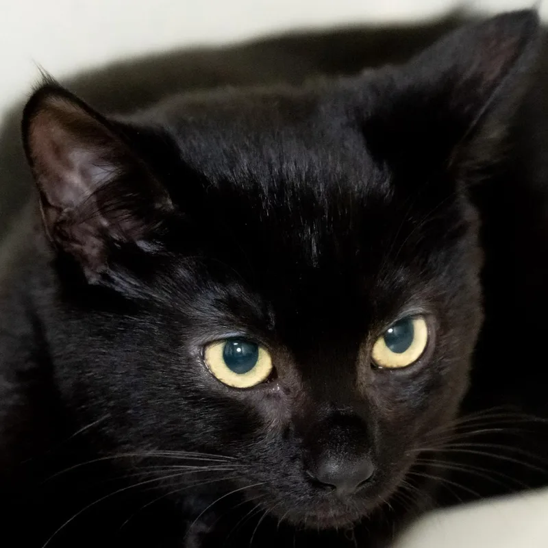 A young medium-sized female Black Domestic Short Hair cat named Alex for adoption in Victor, NY