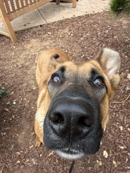 An adult large-sized male German Shepherd Dog dog named Houdini for adoption in San Diego, CA