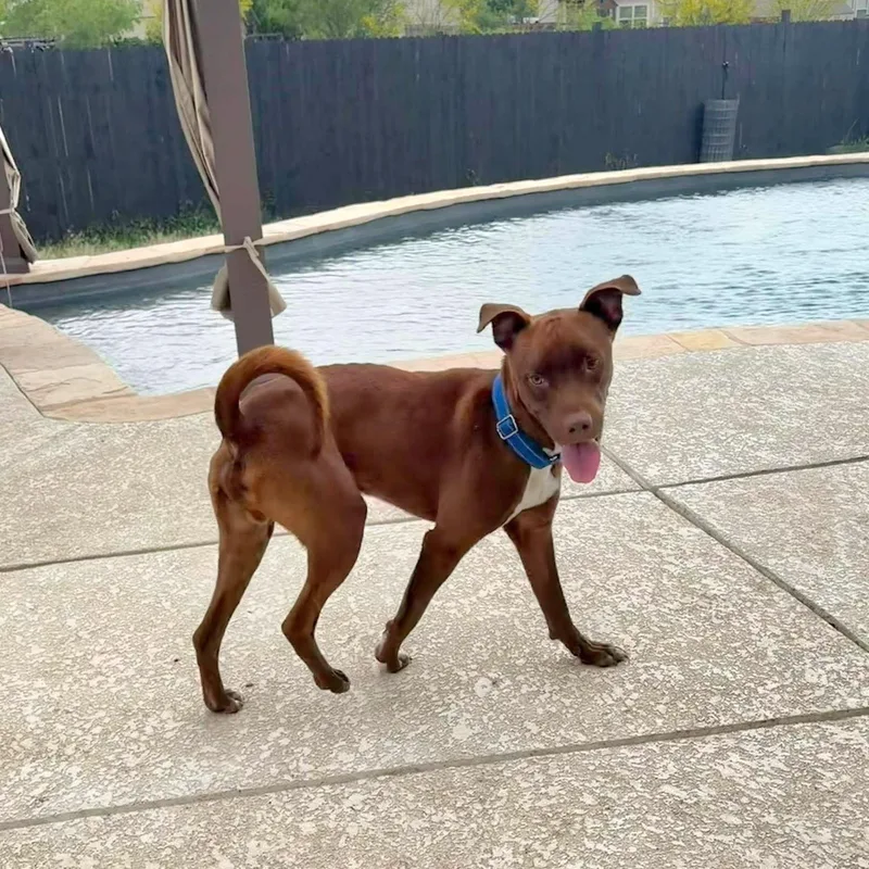 A baby medium-sized male Brown / Chocolate Labrador Retriever dog named Hershey for adoption in San Antonio, TX