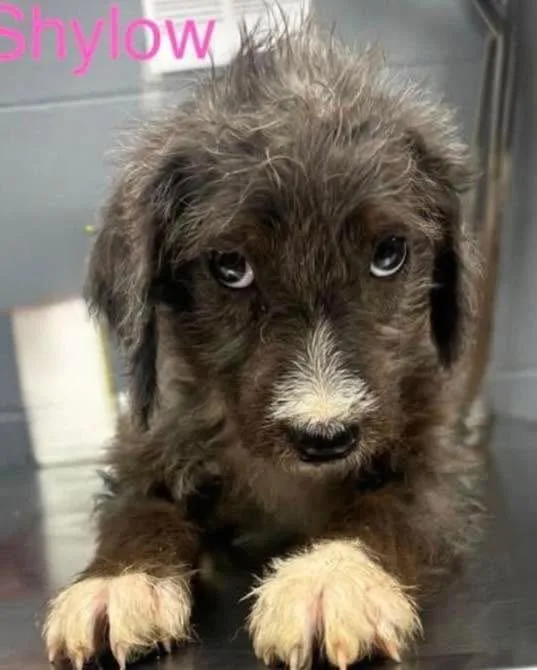 A baby medium-sized male Gray / Blue / Silver Standard Poodle dog named Shylow for adoption in Baker, LA