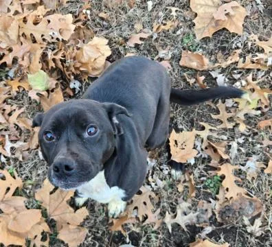 An adult medium-sized female Beagle dog named Ava for adoption in Kansas City, MO