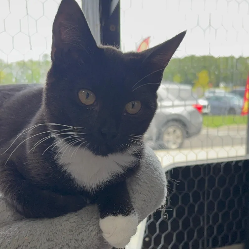 A baby small-sized female Tuxedo cat named Wednesday for adoption in Galloway, NJ