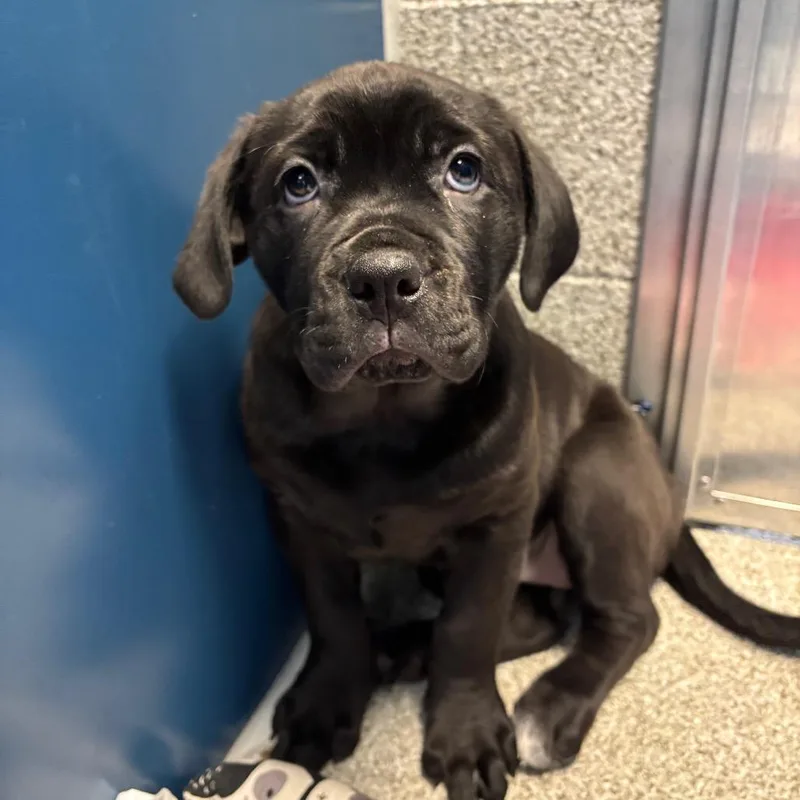 A baby large-sized female Black Cane Corso dog named Layla for adoption in Washington Township, OH