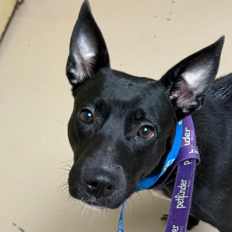 An adult medium-sized female Black German Shepherd Dog dog named Siri for adoption in Perkiomenville, PA
