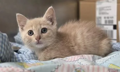 A baby small-sized male Domestic Short Hair cat named Yabba for adoption in Westland, MI