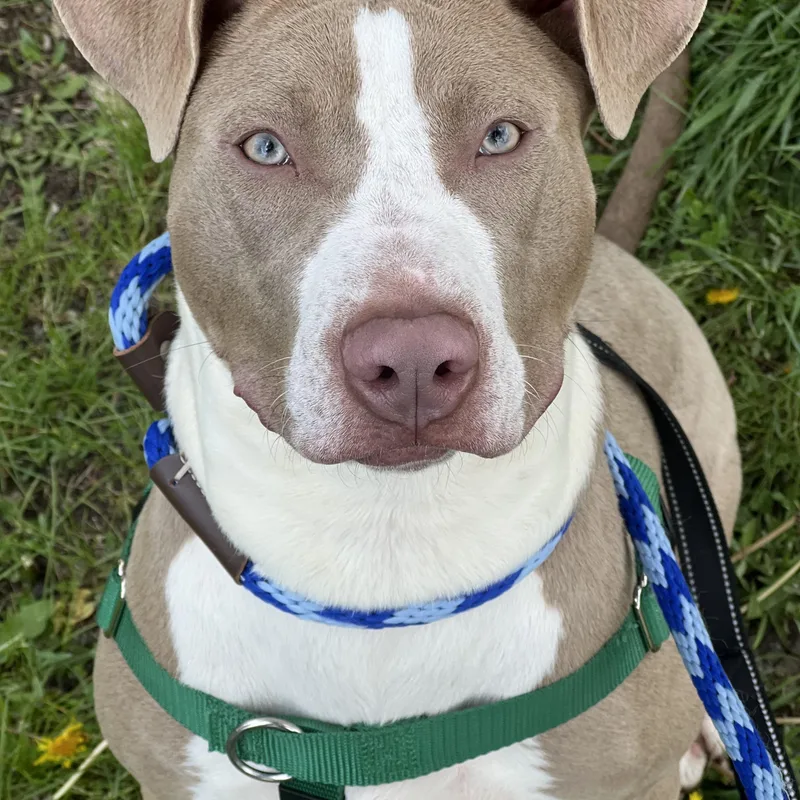 A baby medium-sized female Pit Bull Terrier dog named Leyla for adoption in Crestwood, IL