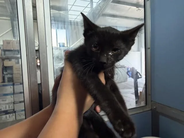 A baby small-sized female Domestic Short Hair cat named Bellatrix for adoption in San Bernardino, CA