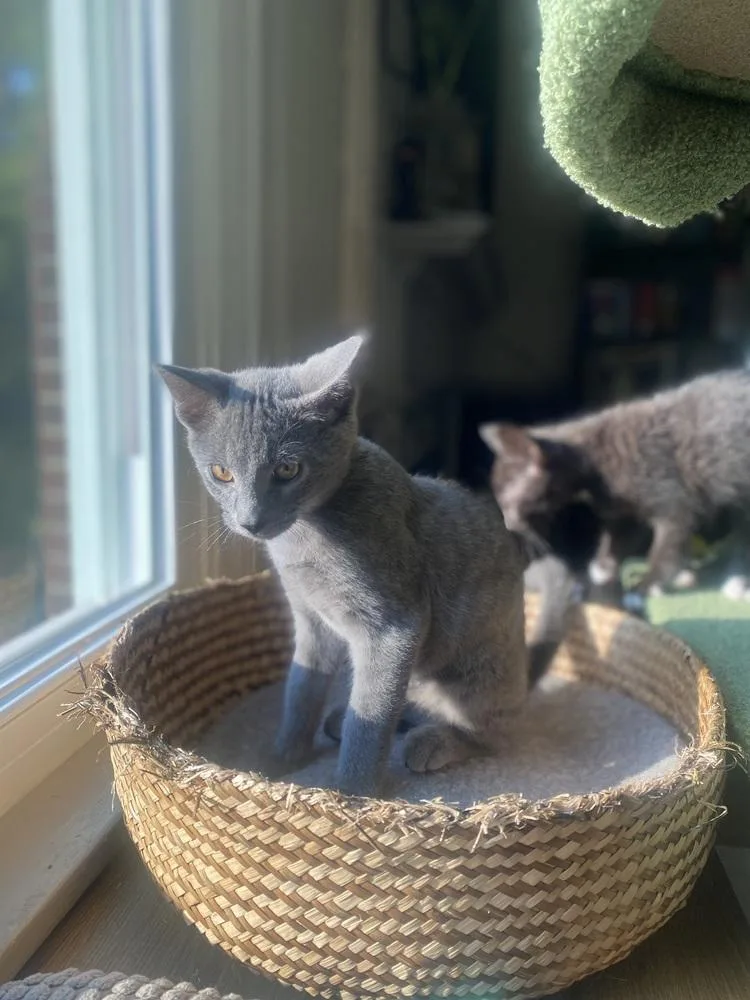 A baby small-sized male Gray / Blue / Silver Domestic Short Hair cat named Dorian for adoption in Dayton, OH