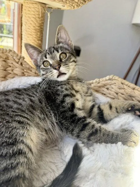 A baby medium-sized male Tabby cat named Carl  craving your for adoption in San Luis Obispo, CA