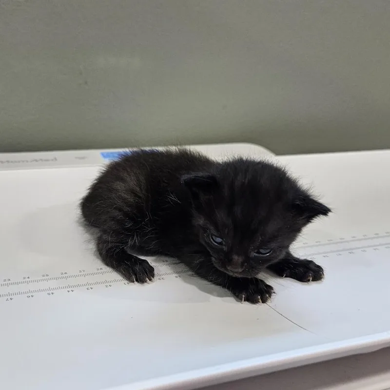 A baby small-sized female Black Domestic Short Hair cat named Djingles for adoption in Livingston, TX