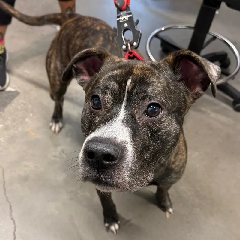 A senior large-sized male Terrier dog named Rockey for adoption in Tampa, FL
