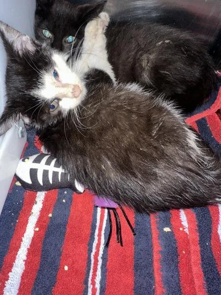 A baby small-sized female Domestic Short Hair cat named Flop for adoption in Staten Island, NY