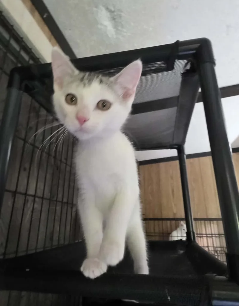 A baby medium-sized female Gray & White Domestic Short Hair cat named Serena for adoption in Spring, TX