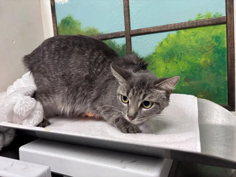 A young medium-sized female Domestic Short Hair cat named Stix for adoption in Houston, TX