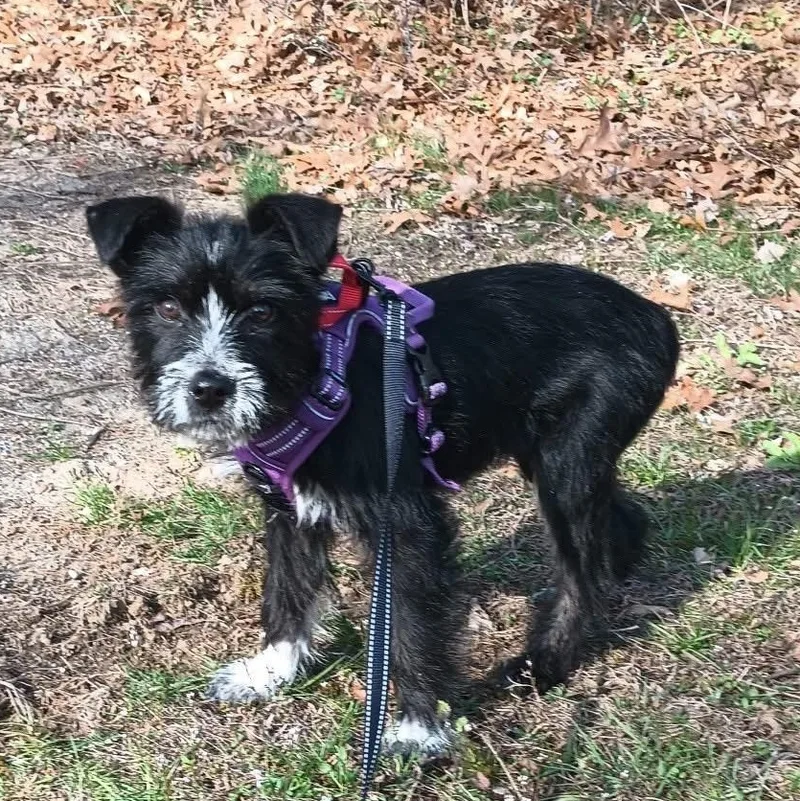 A baby small-sized male Mixed Breed dog named Remi for adoption in Highland, NY