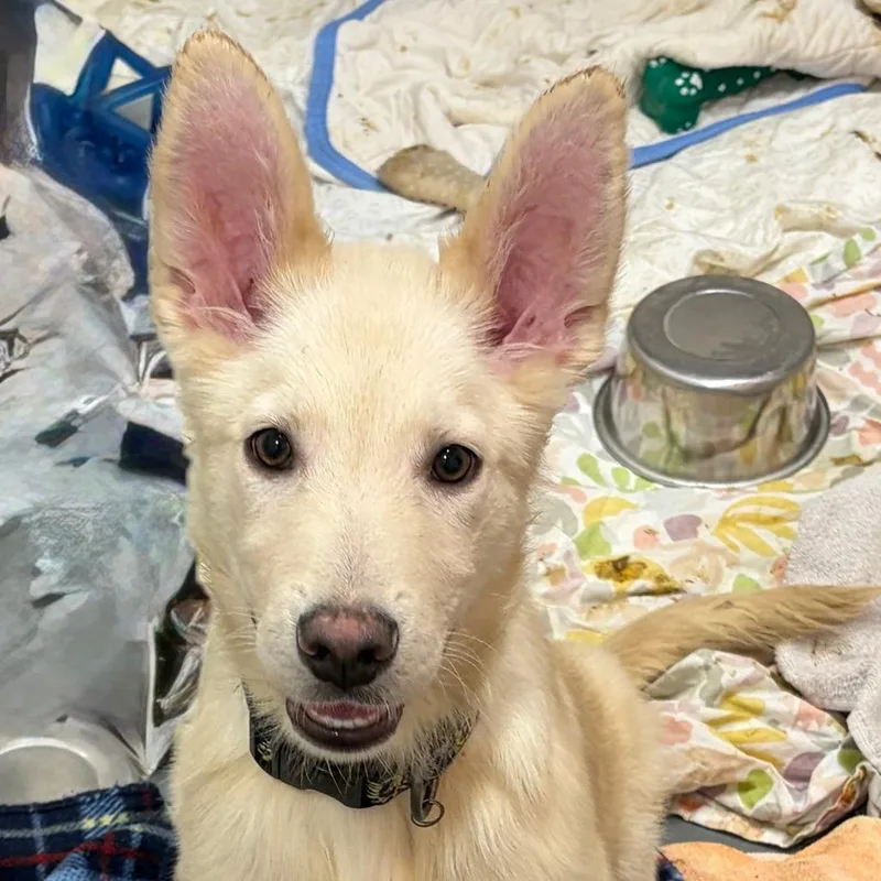 Low Rise Jeans thumbnail 2