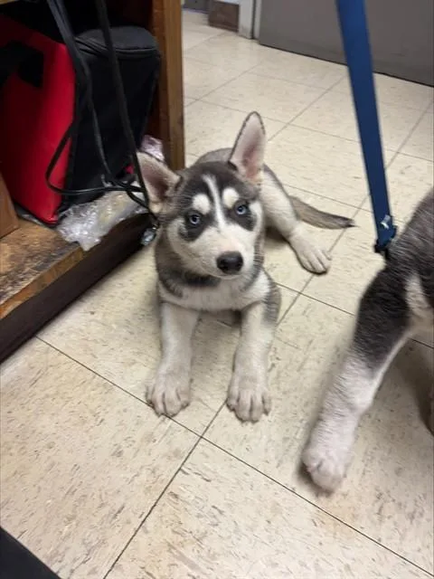 A baby small-sized female Siberian Husky dog named Ice for adoption in Stockton, CA