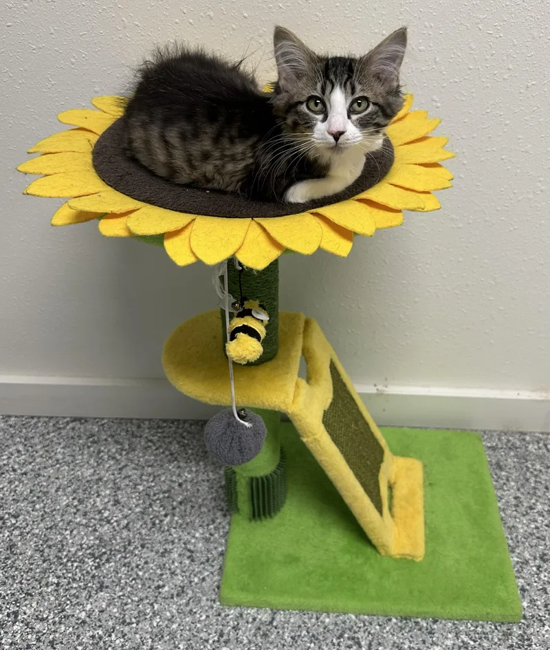 A young small-sized female Tabby (Brown / Chocolate) Domestic Short Hair cat named Sassy for adoption in Webster City, IA