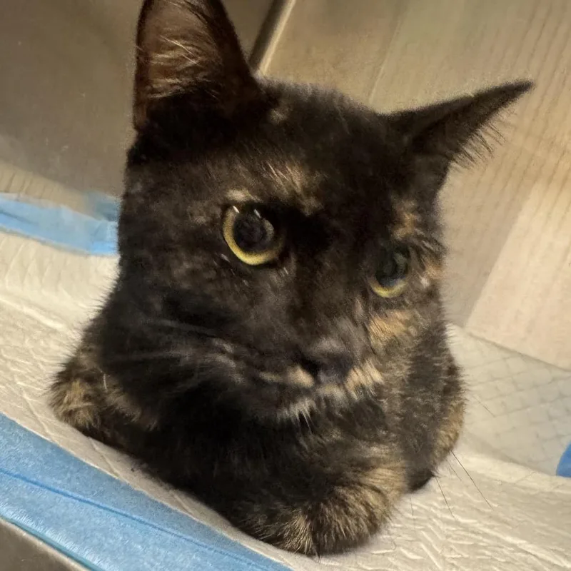An adult medium-sized female Black Domestic Short Hair cat named Shrimp for adoption in Columbiana, AL