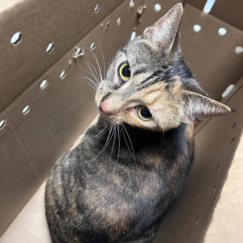 A young large-sized female Brown / Chocolate Domestic Short Hair cat named Luna for adoption in Philadelphia, PA