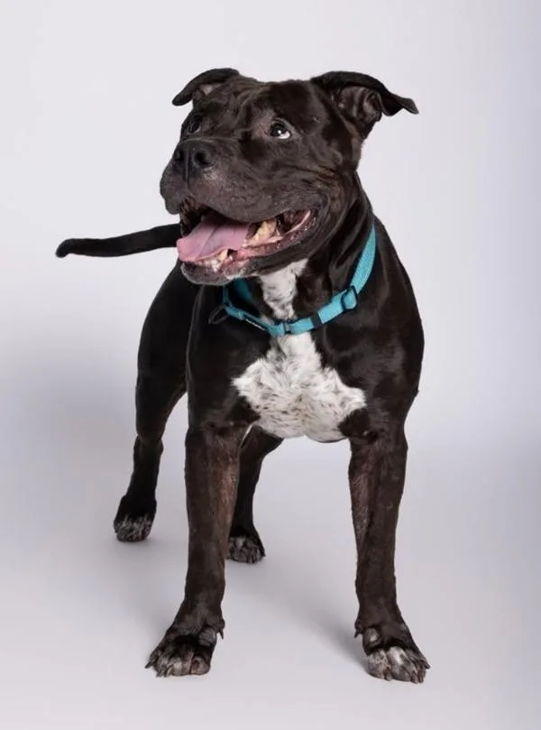 A senior large-sized male Mixed Breed dog named Baloo for adoption in Austin, TX