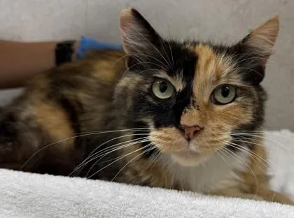 An adult large-sized female Domestic Short Hair cat named Fluffball for adoption in Honolulu, HI