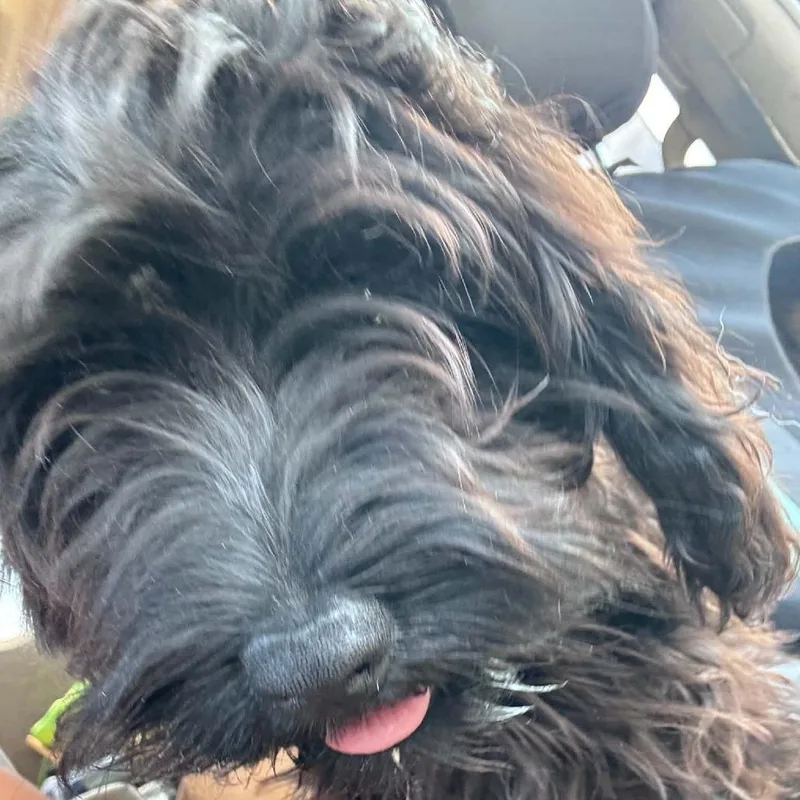 An adult small-sized female Black Standard Poodle dog named Smudge for adoption in Odessa, TX