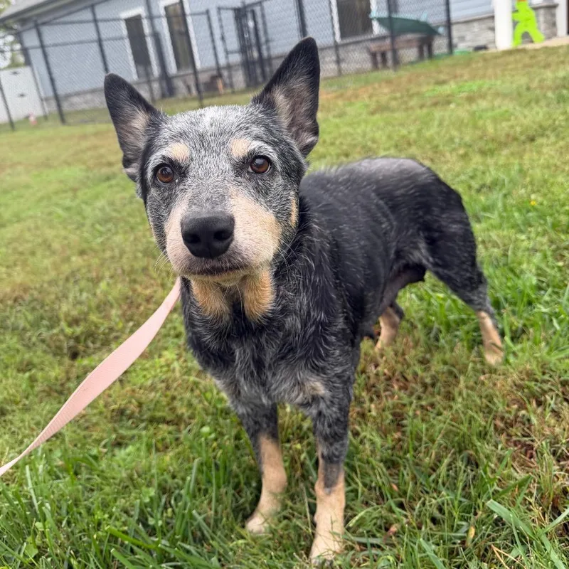 A senior medium-sized female Cattle Dog dog named Willow for adoption in Franklin, TN