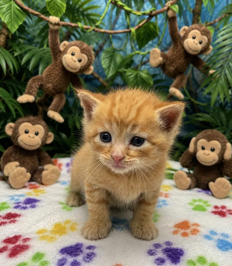 A baby small-sized male Domestic Short Hair cat named Monkey for adoption in Washington Court House, OH