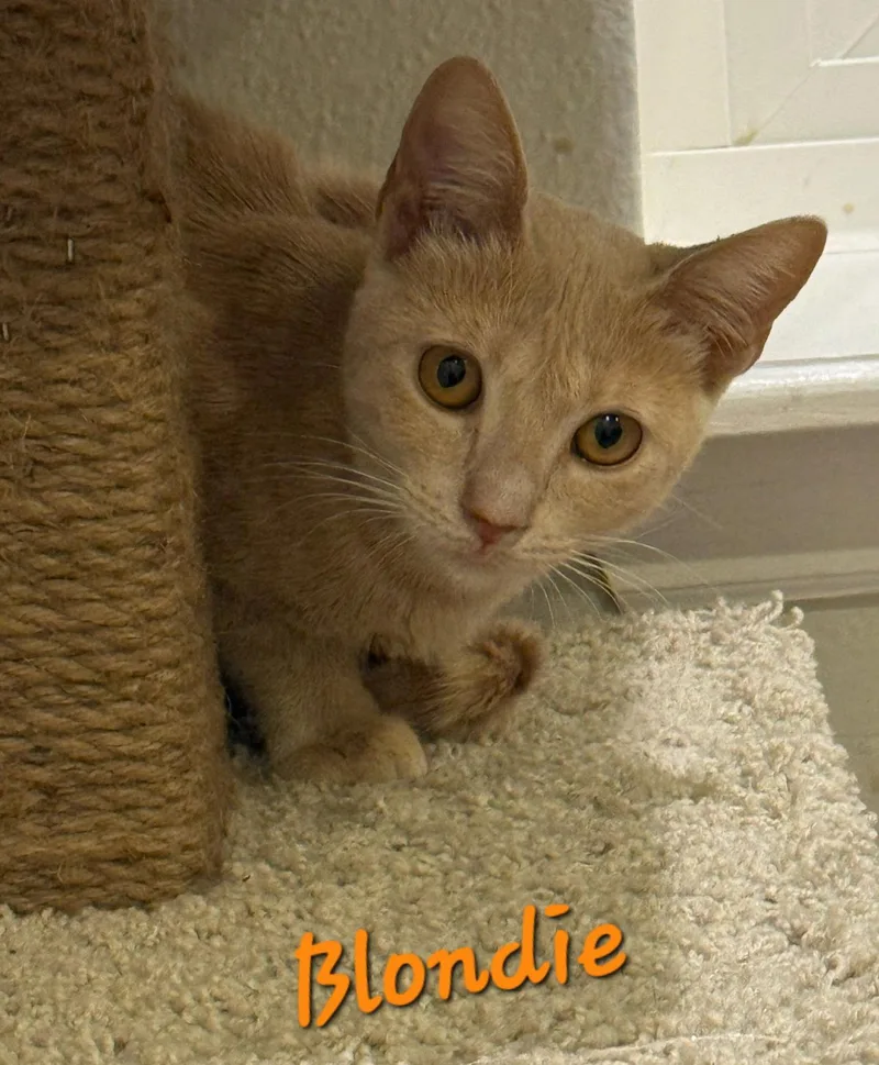 A young medium-sized female Orange / Red Domestic Short Hair cat named Blindie for adoption in Longwood, FL