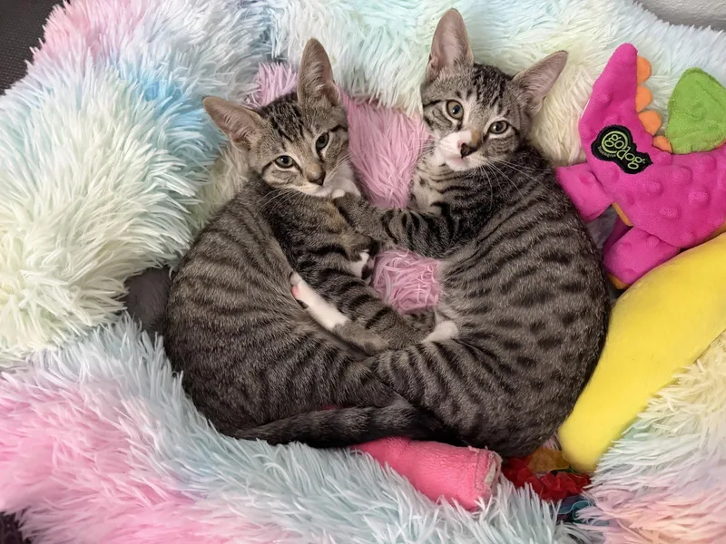 A baby medium-sized male Tabby cat named Jasper Smudge for adoption in Laguna Niguel, CA