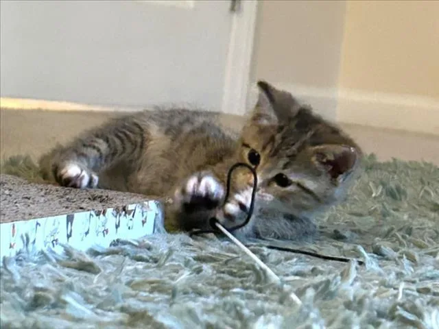 A baby small-sized female Domestic Short Hair cat named Tracy for adoption in Chapel Hill, NC