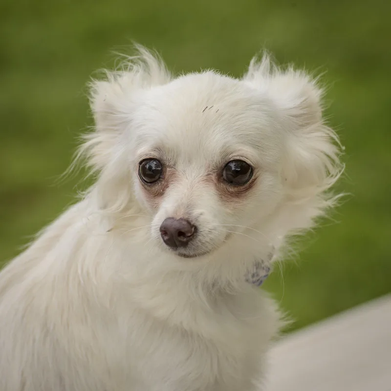 A baby small-sized female White / Cream Chihuahua dog named Carina for adoption in Lambertville, NJ