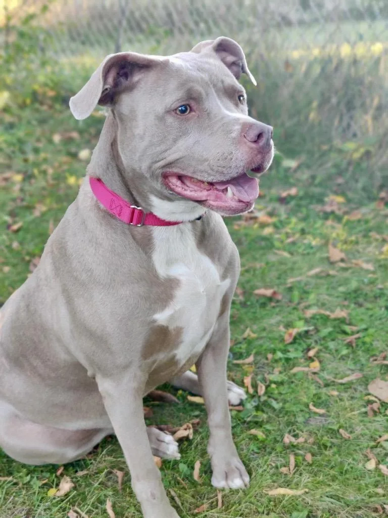 An adult large-sized female Mixed Breed dog named Roxie for adoption in Midland, MI